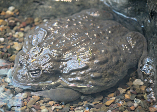 African Bullfrog