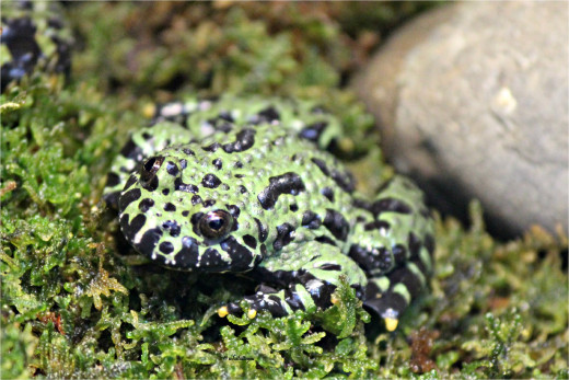 Fire-bellied Toad