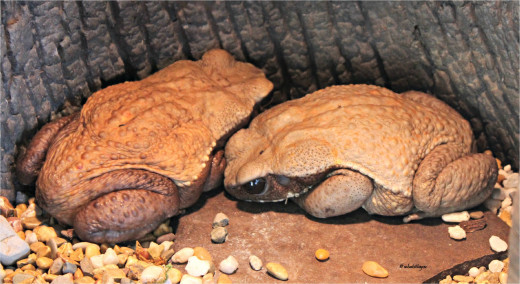Smooth-sided Toad