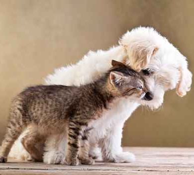 Cat and Dog making friends