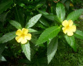 Medicinal Herbs-Damiana (Damiana Aphrodisiaca)