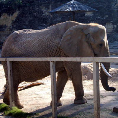 Elephant in San Antonio Zoo 