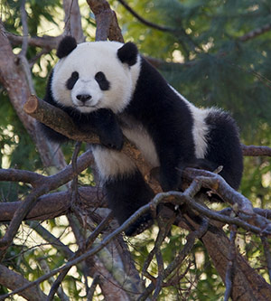 Giant Panda in San Diego Zoo