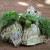 Planting by Tim Newcomb Planting by Tim Newcomb