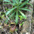Nepenthes merrilliana in E. Samar (Pitcher Plant) Nepenthes merrilliana in E. Samar (Pitcher Plant)