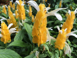 Plant and Tree Totems, Familiars, and Spirit Guides