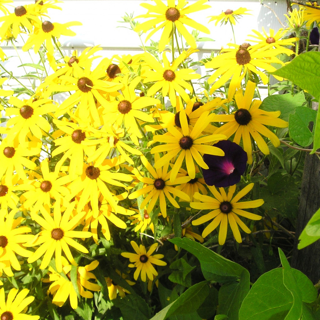 Awesome Local Plant Sales in Nashville and Middle Tennessee