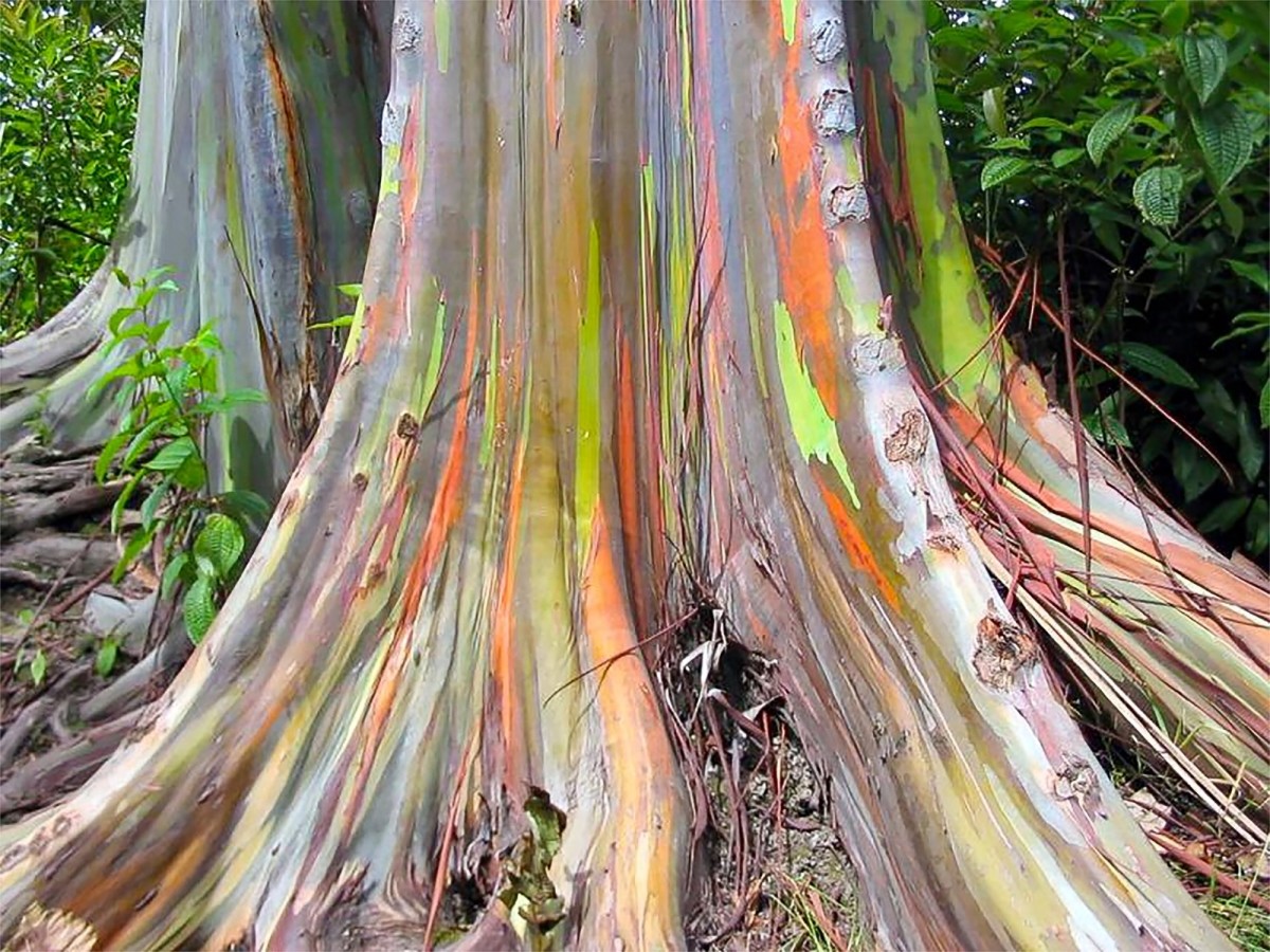 Rainbow eucalyptus trees differ in the amount and types of colour that they display, but they are all beautiful.