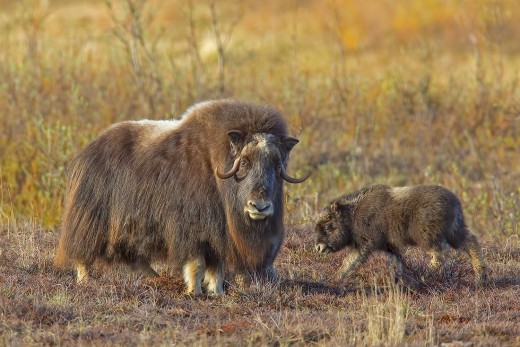 Musk-ox mother and baby. Nome, Alaska.  Photo used with permission.