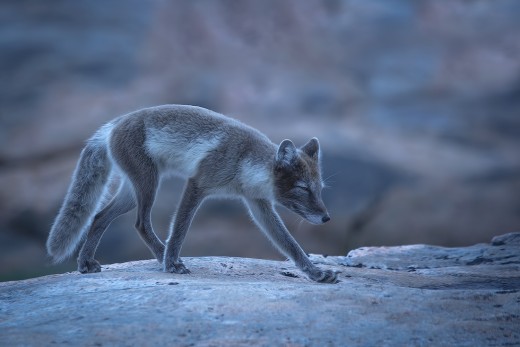 Photo taken at Dry Bay Tundra, Near Kuujjuaq, Northern Quebec by Alan D. Wilson.  Photo used with permission.