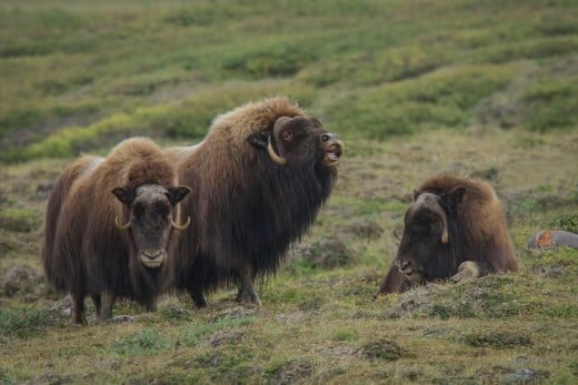 Musk-Ox or Muskoxen of the Arctic