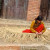 A weaver in Changu A weaver in Changu