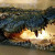 The Croc that caused the plane to crash The Croc that caused the plane to crash