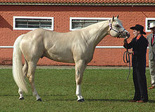 Equus ferus caballus