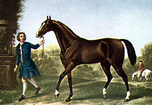 The Darley Arabian, one of the three traditional foundation sires of the thoroughbred