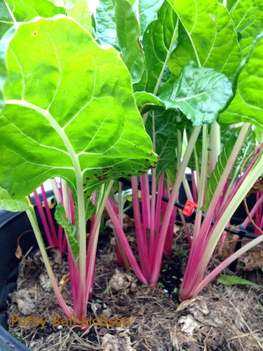 Peppermint Stick Chard. Beautiful crispy stalks striped in hot pink and white with big, bright green leaves.
