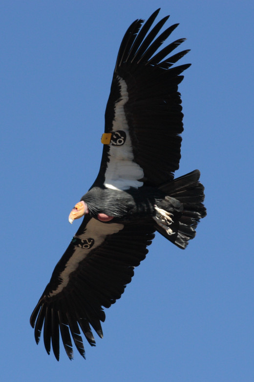 California condor in flight