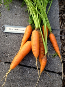 Carrots meant to be small are brighter and sweeter than full size carrots that are harvested when immature.