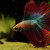 A beautiful male Double Tail Betta fish A beautiful male Double Tail Betta fish