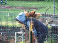 Random Facts and Observations about Raising Chickens