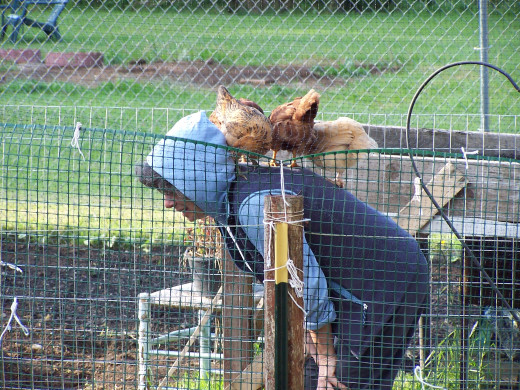 Our chickens...Our pets