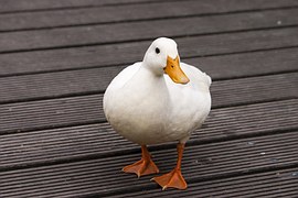 Daisy the Duck