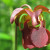 This photo is a mountain sweet pitcher plant, a bog species listed as endangered under the Endangered Species Act. This photo is a mountain sweet pitcher plant, a bog species listed as endangered under the Endangered Species Act.