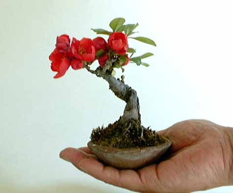 an upright bonsai with red flowers