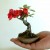 an upright bonsai with red flowers