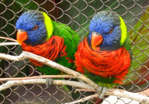 Denver zoo