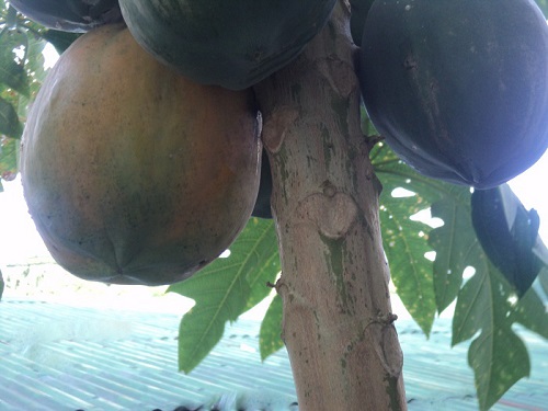 Organic Papaya, anti-cancer