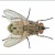 musca-domestica-(the-common- housefly)_jpg musca-domestica-(the-common- housefly)_jpg