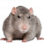 rat rat