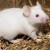 mouse mouse