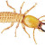 termite termite