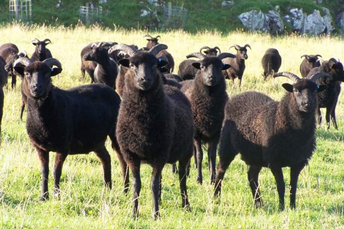 Family Outcast How To Tell If You Are The Black Sheep Wehavekids