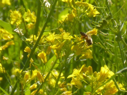 Getting the honey of bees feasting on the nectar from wildflowers you are allergic to may bring some relief