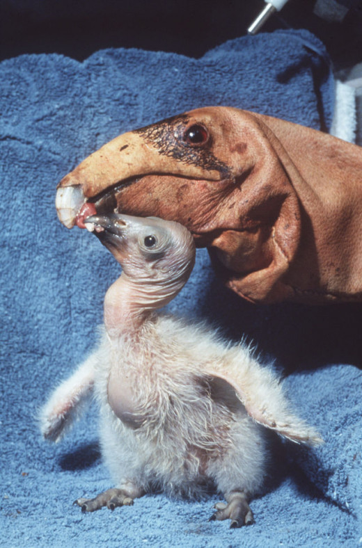 California condor being fed by puppet