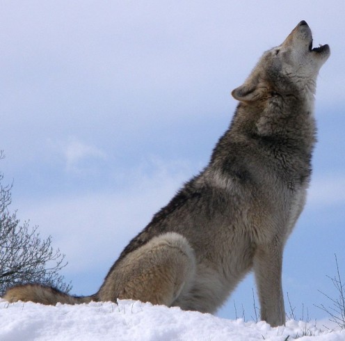 The Ancestral Wolf Guardian & Power Spirit The Ancestral Wolf Guardian & Power Spirit