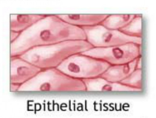 compound epithelial tissue I epithelial tissue a common characteristics 1) individual cells are closely attached to each other at their margins to form tight sheets 2) no extra-cellular matrix. compound epithelial tissue I epithelial tissue a common characteristics 1) individual cells are closely attached to each other at their margins to form tight sheets 2) no extra-cellular matrix.