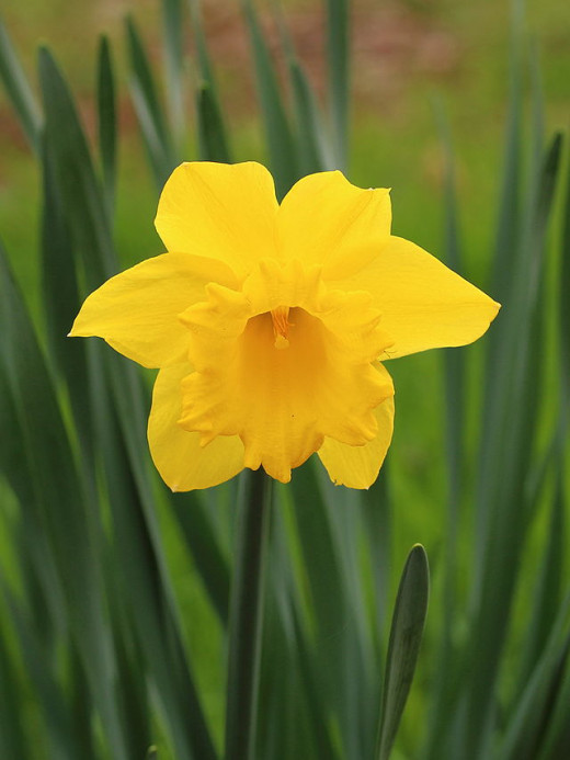 Dangerous Daffodils? HubPages