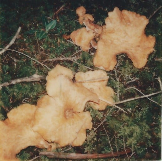Oyster - edible