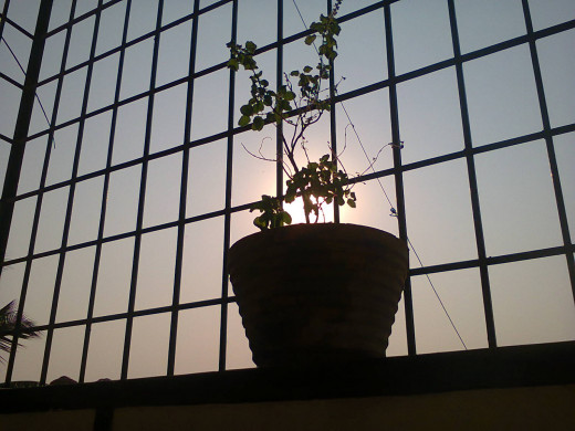 Tulasi Plant and Sun (they are also divine beings)