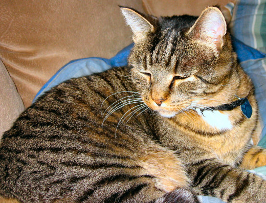 Sweet Tiger