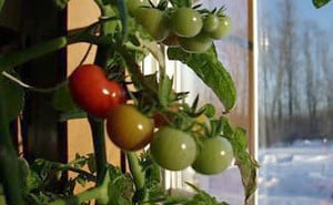 Tomatoes grown in the winter indoors can yield some great fruits and vegetables like these tomatoes. It will keep you from having to run to the store and back in those frigid temperatures outside.