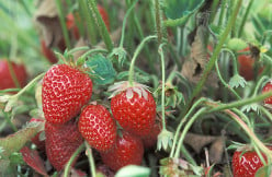 Garden - Growing Strawberries!