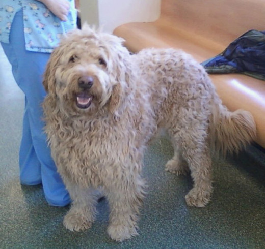 "Bear," Labradoodle