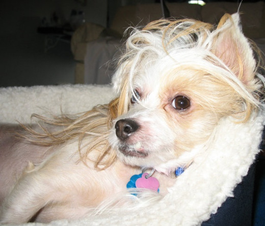Meet "Trixie", Chinese Crested