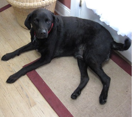 Meet "Manteo", Chesapeake Bay Retriever / Labrador Mix