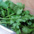 Cilantro is one of my favorite cooking ingredients. It is cool-tasting in the potato salad offered below.